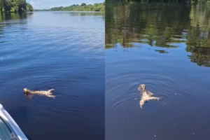 Bicho-preguiça é flagrado nadando em rio durante passeio turístico no Amazonas (veja vídeo)